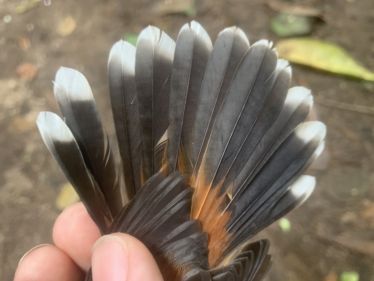 Micronesian Rufous Fantail (Marianas) - ML626114611