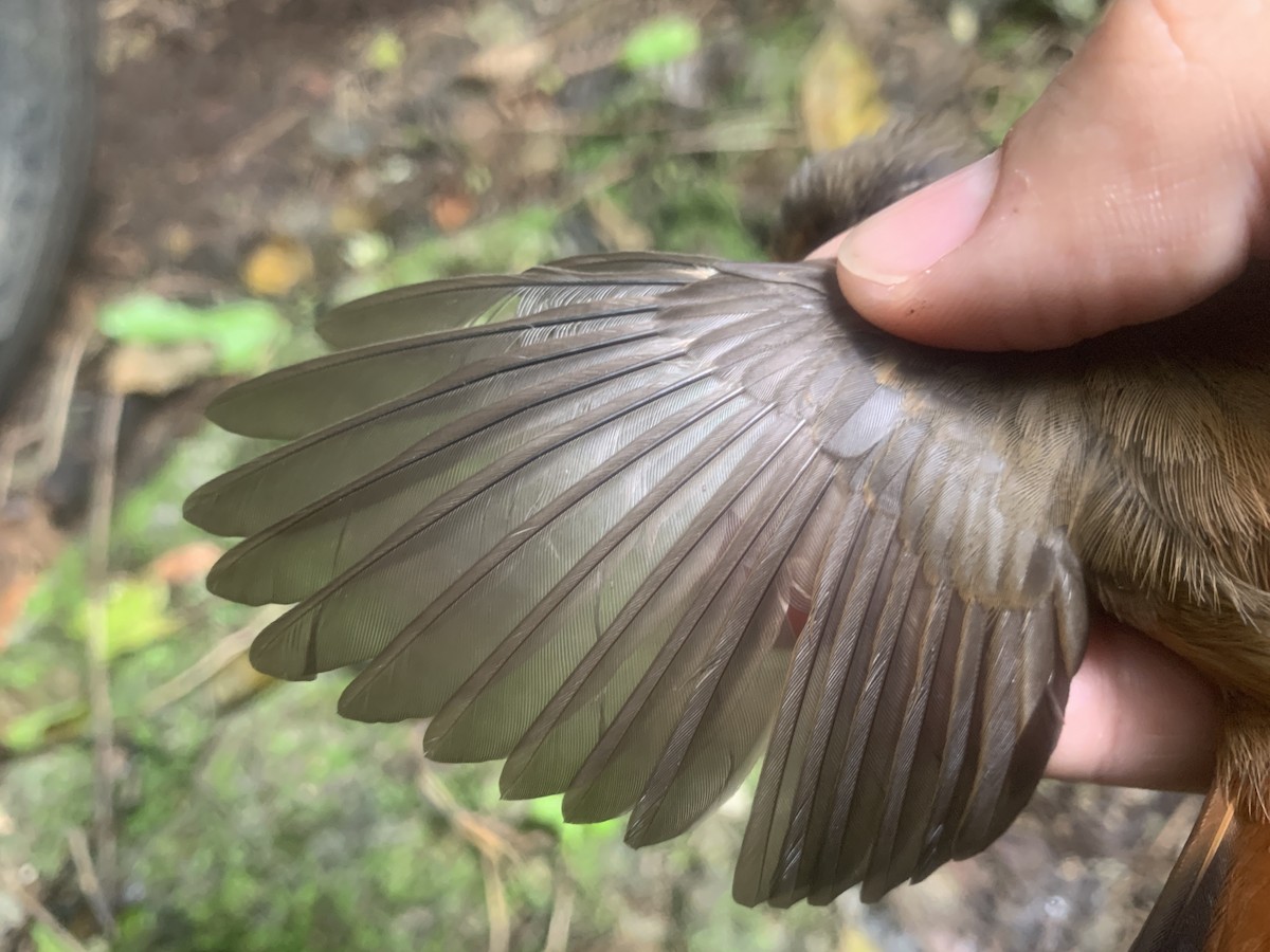 Micronesian Rufous Fantail (Marianas) - ML626114628