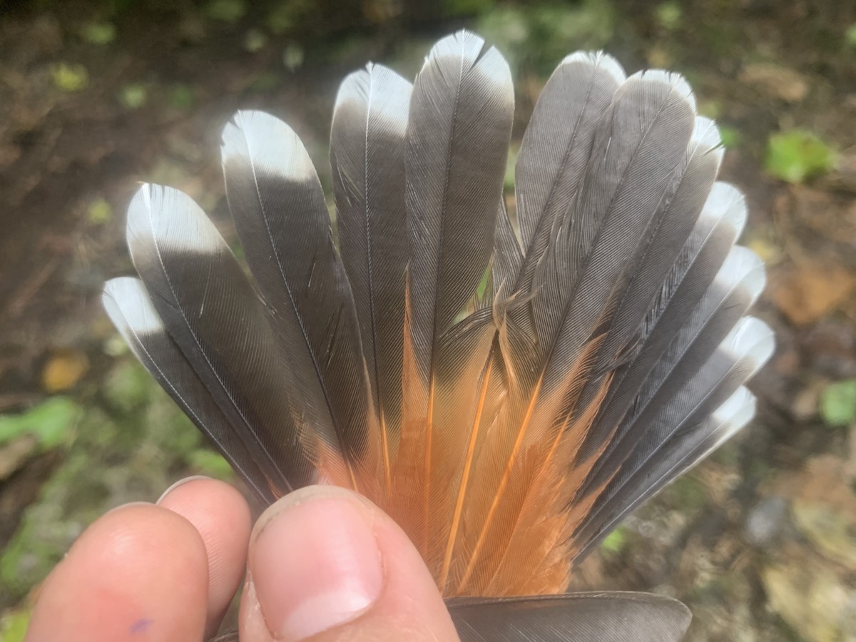 Micronesian Rufous Fantail (Marianas) - ML626114630