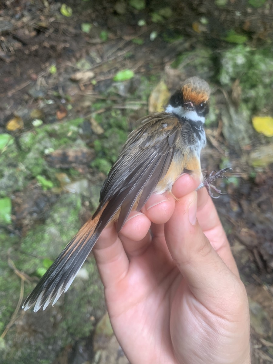 Micronesian Rufous Fantail (Marianas) - ML626114631