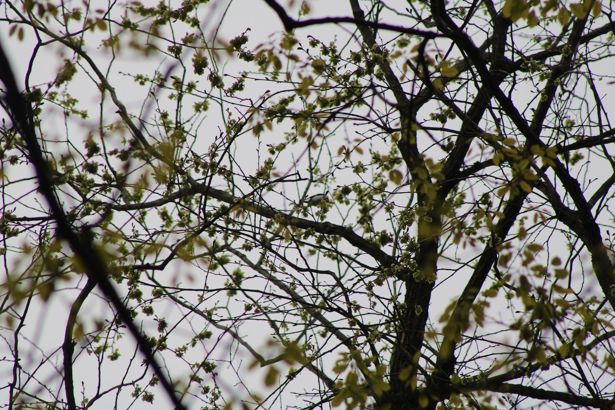 Northern Parula - ML626114666