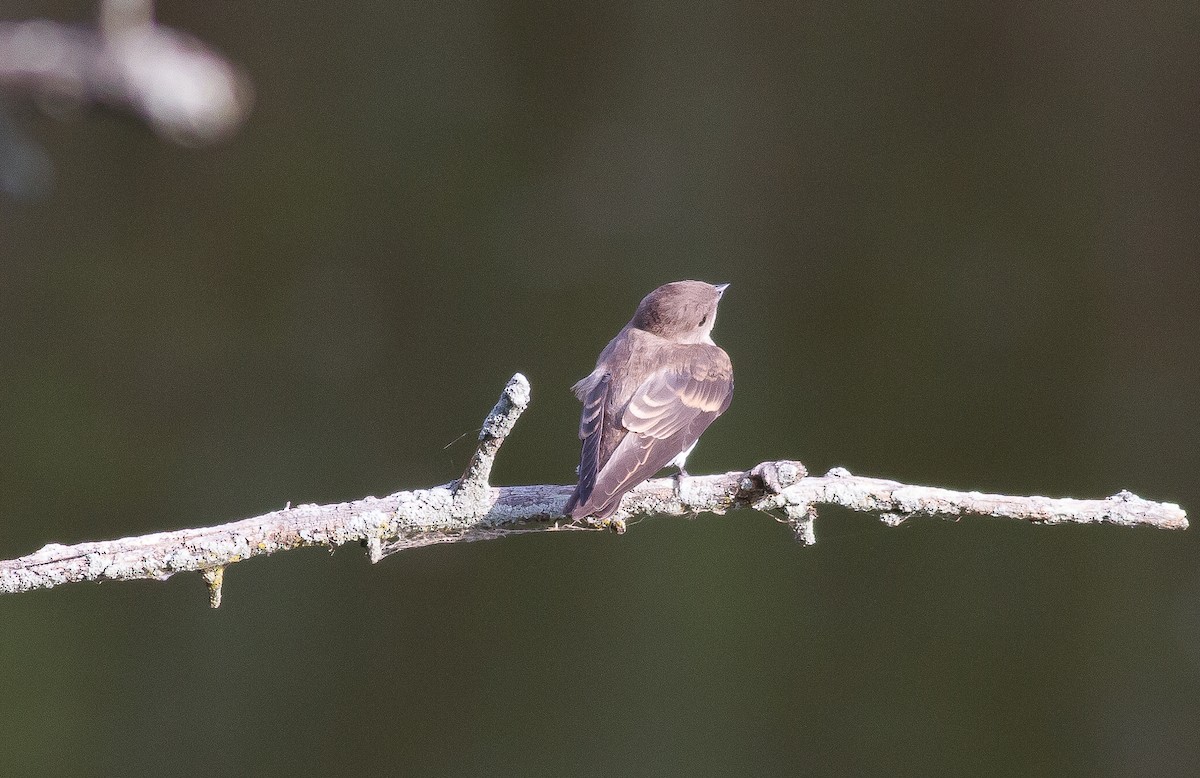 Hirondelle à ailes hérissées - ML62611471