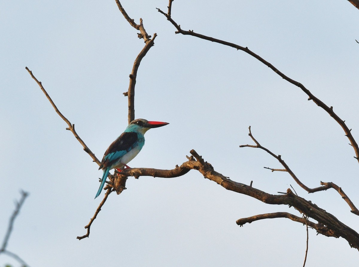 Blue-breasted Kingfisher - ML626114778