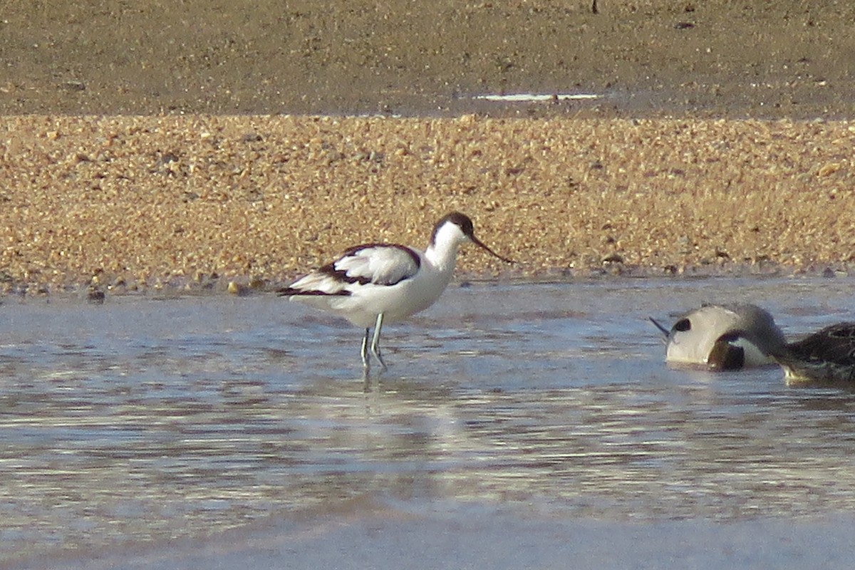 tenkozobec opačný - ML626114920