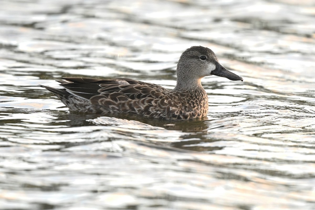 Blue-winged Teal - ML626114951