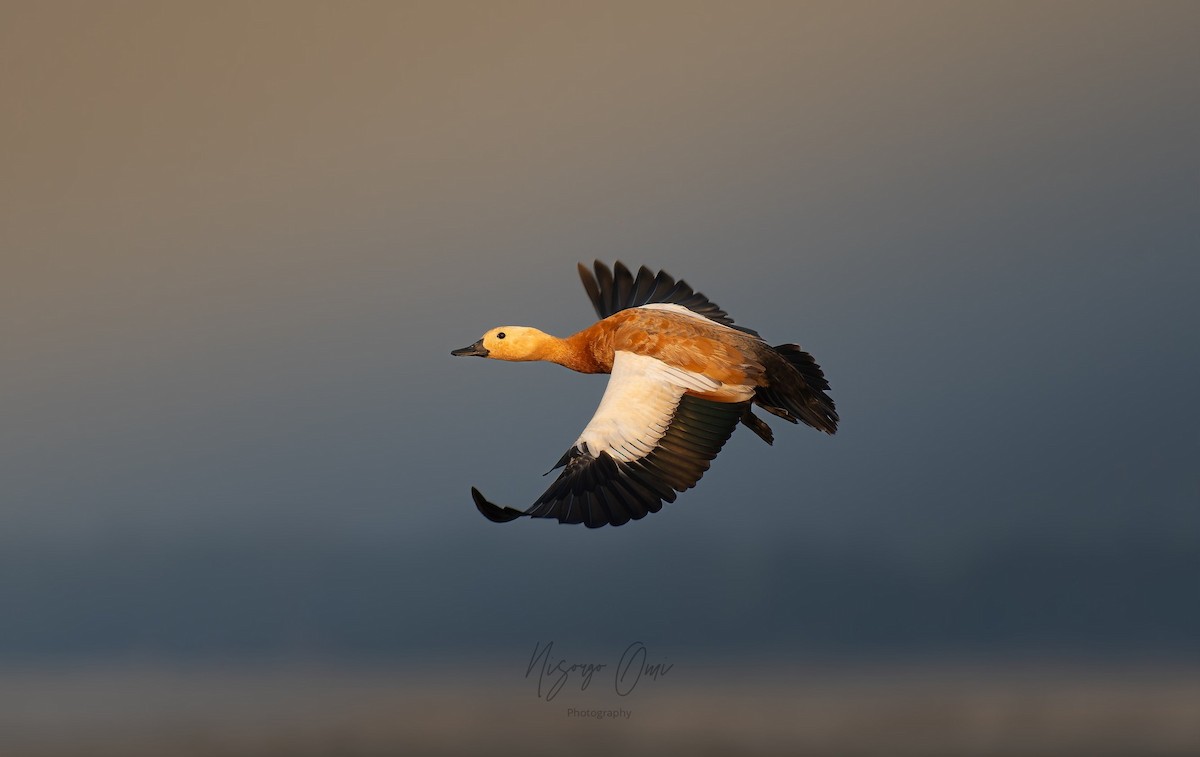 Ruddy Shelduck - ML626114966