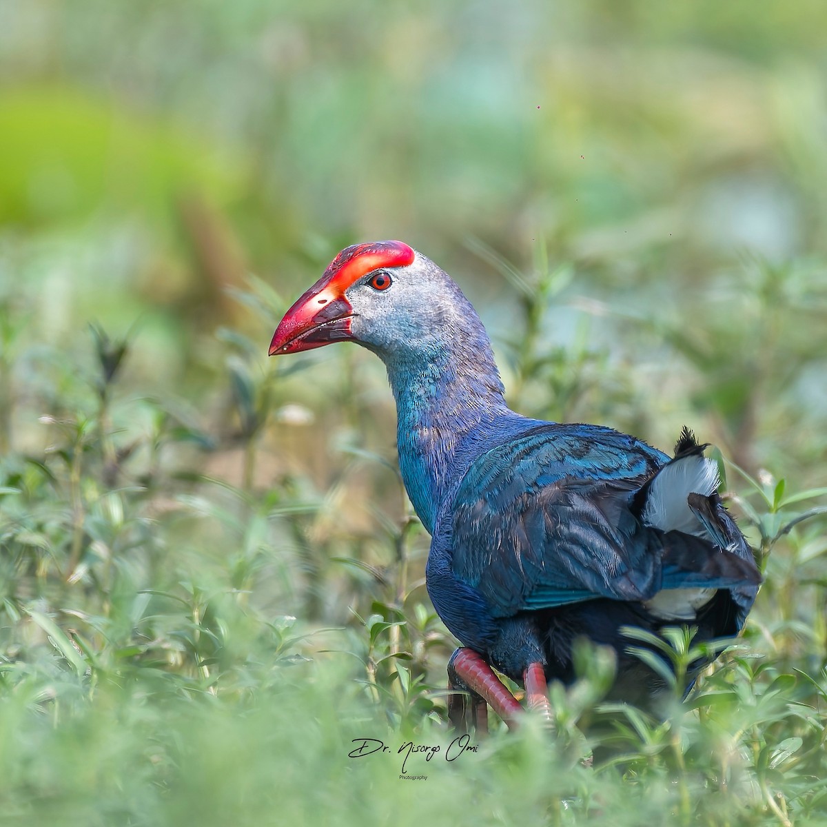 Gray-headed Swamphen - ML626114985