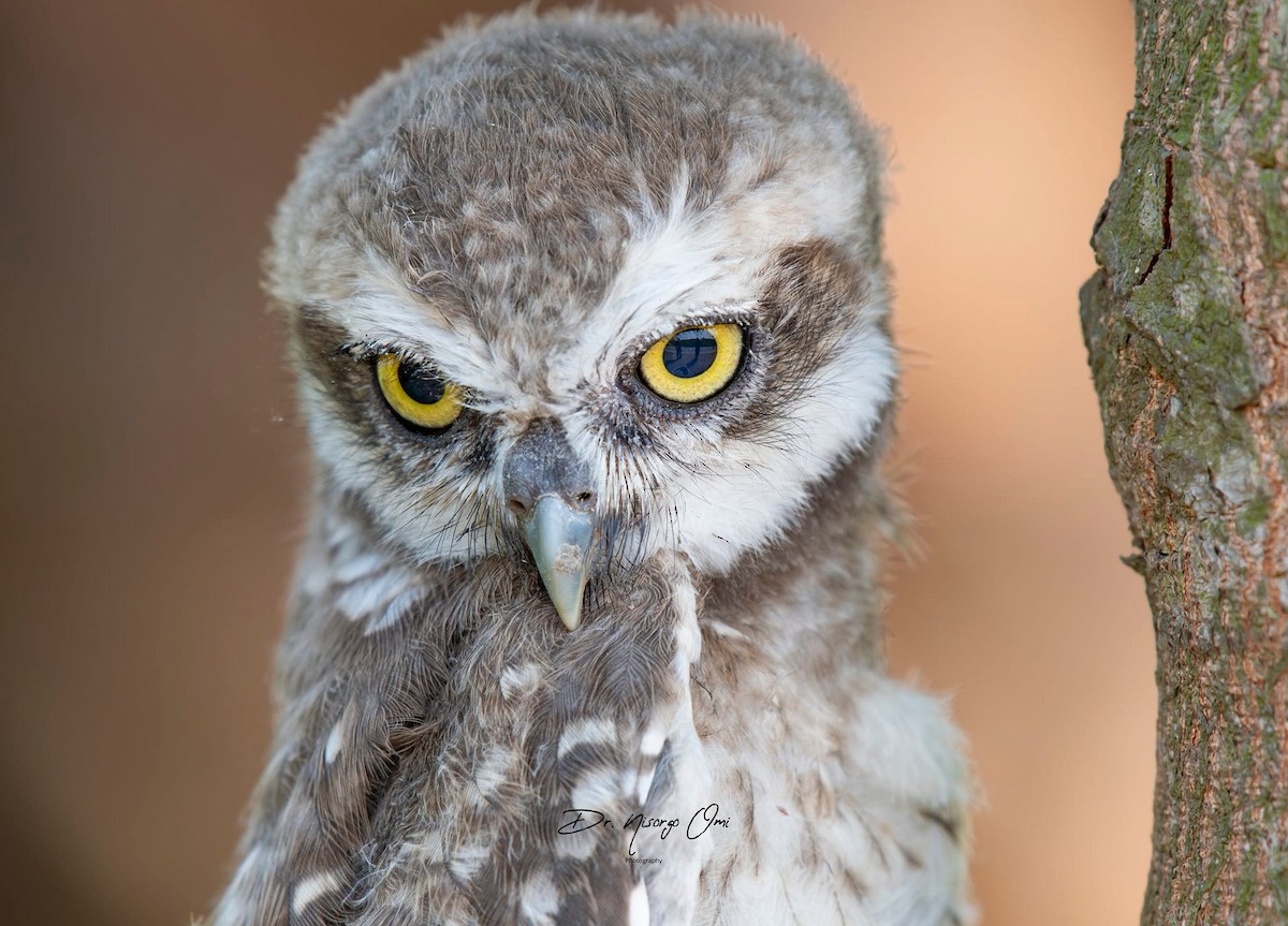 Spotted Owlet - ML626115033