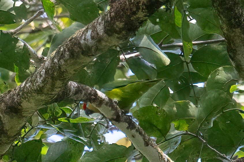 Large Fig-Parrot - ML626115091