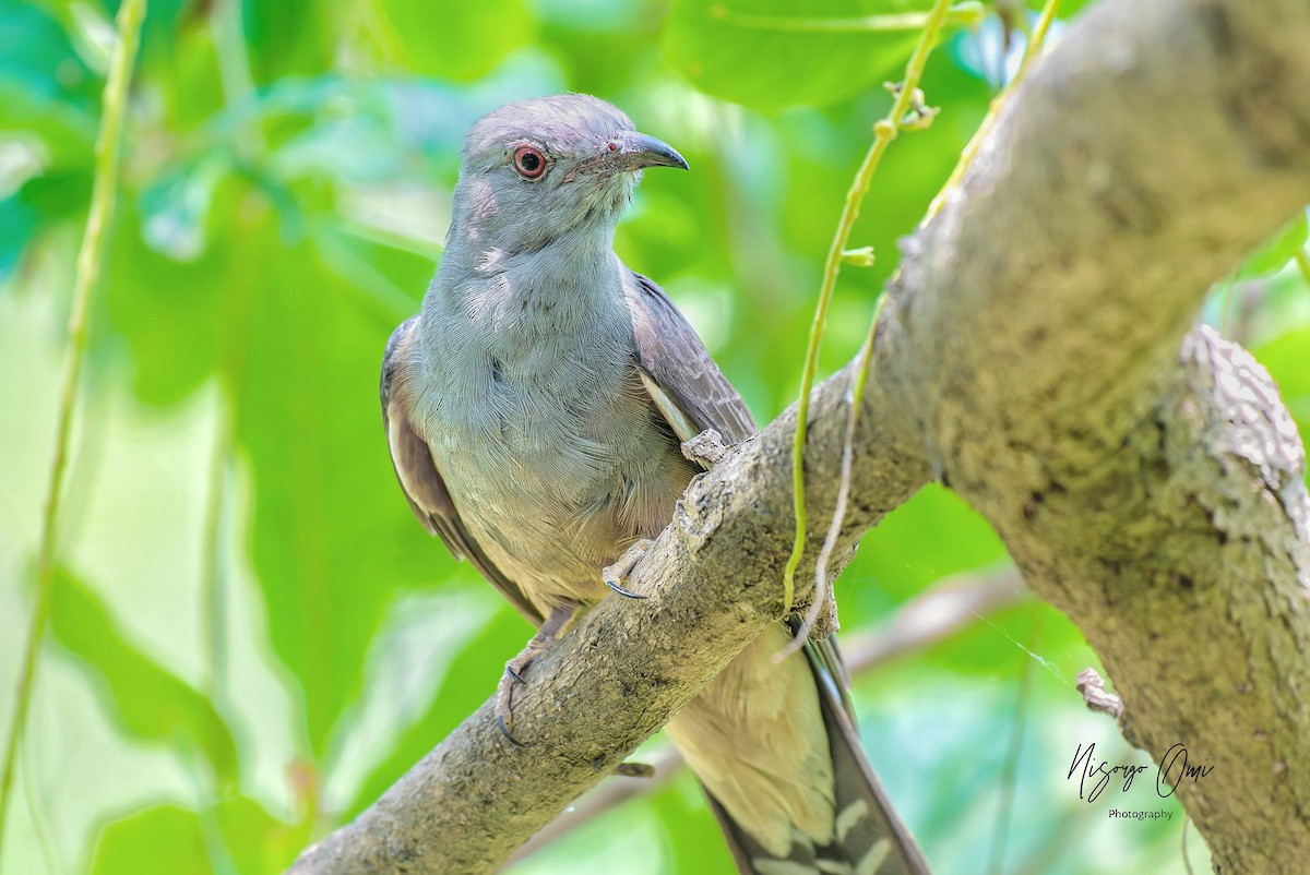 Gray-bellied Cuckoo - ML626115122