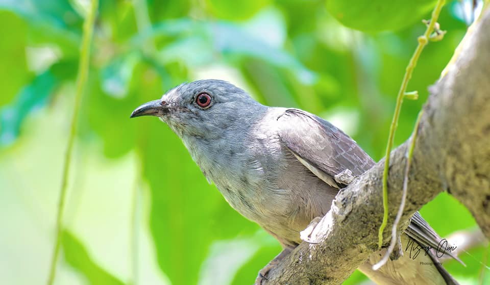 Gray-bellied Cuckoo - ML626115124