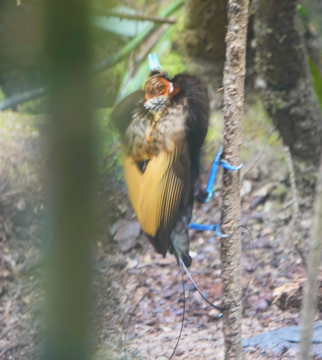 Magnificent Bird-of-Paradise - ML626115135
