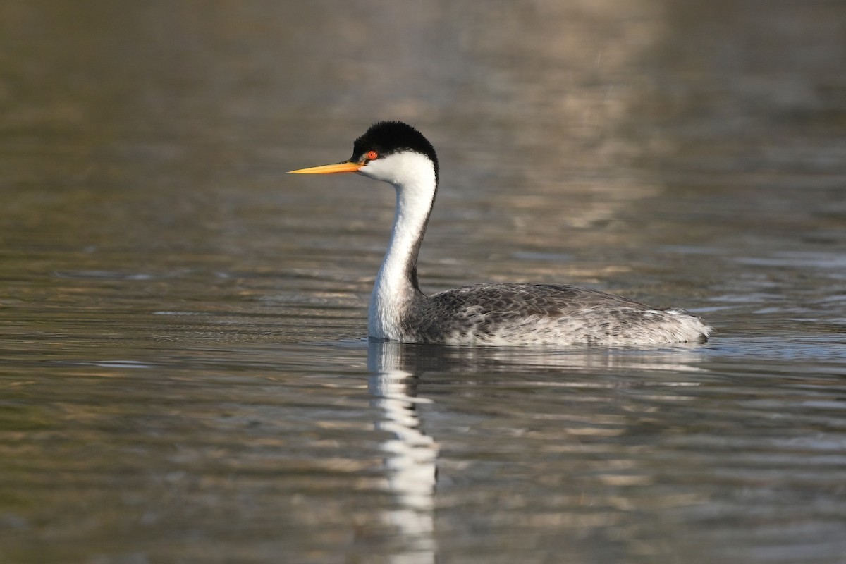 Western x Clark's Grebe (hybrid) - ML626115145