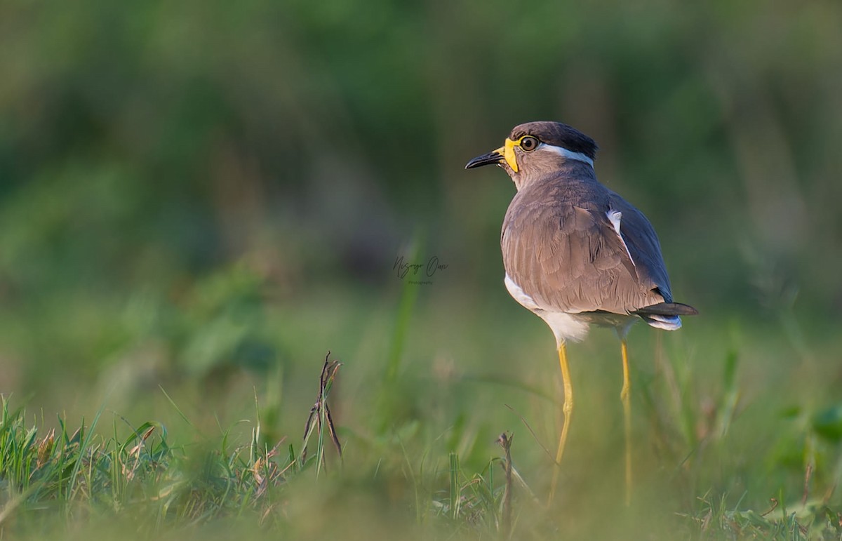Yellow-wattled Lapwing - ML626115215