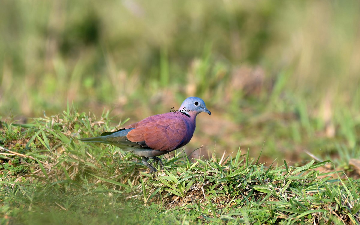Red Collared-Dove - ML626115233