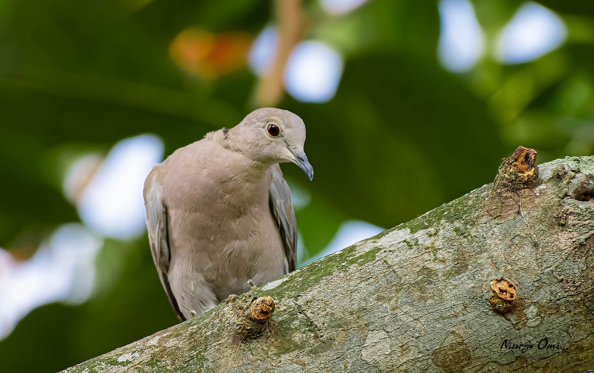 Eurasian Collared-Dove - ML626115237