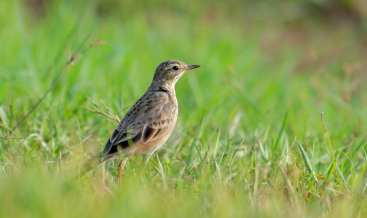 Paddyfield Pipit - ML626115252