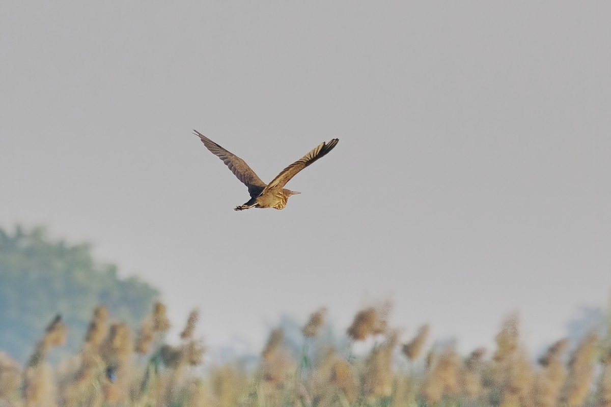 Black Bittern - ML626115273