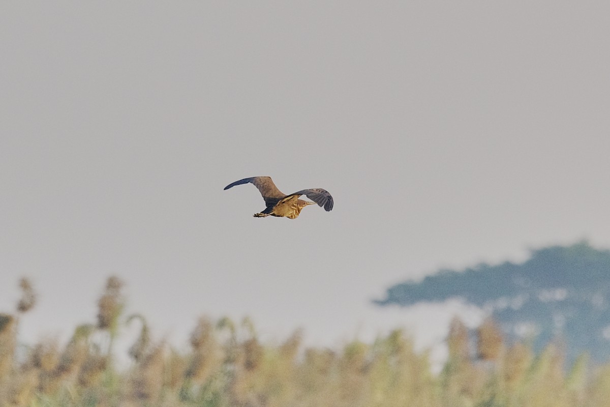 Black Bittern - ML626115274