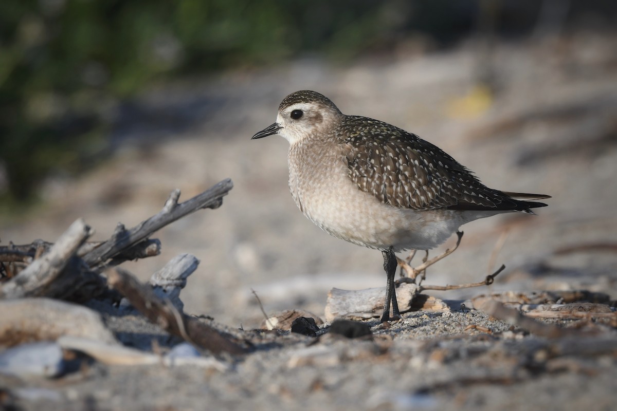 American Golden-Plover - ML626115293