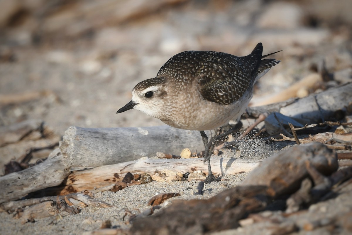 American Golden-Plover - ML626115333