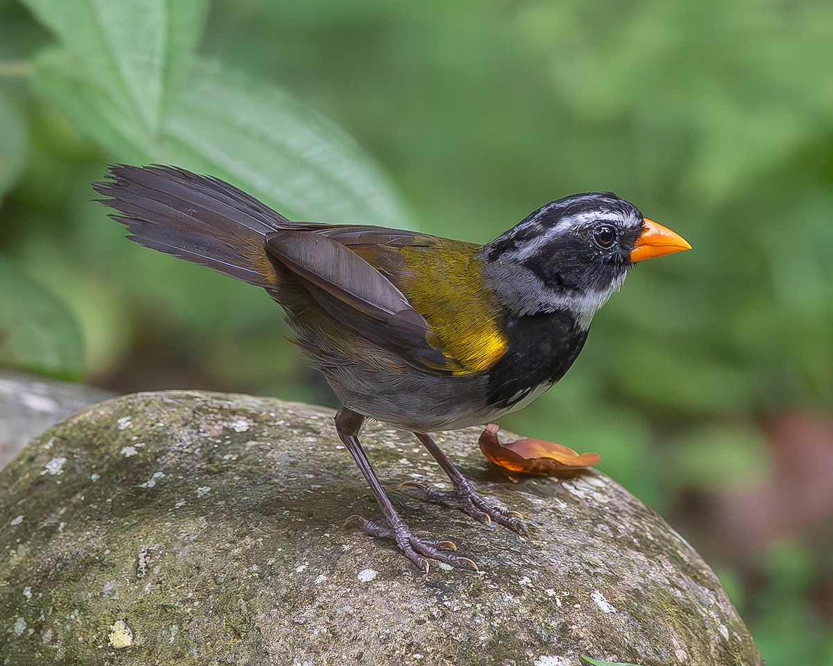 Orange-billed Sparrow - ML626115340