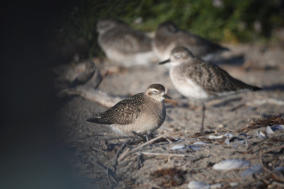 American Golden-Plover - ML626115396