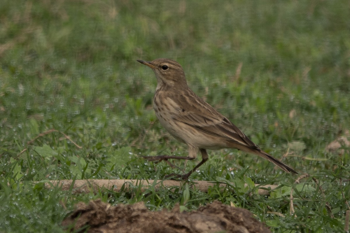 Water Pipit - ML626115454