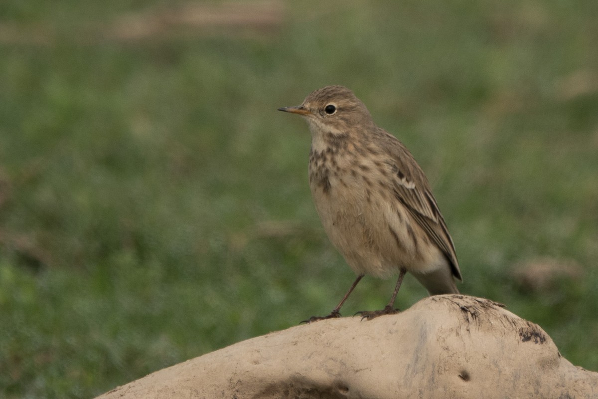 Water Pipit - ML626115455