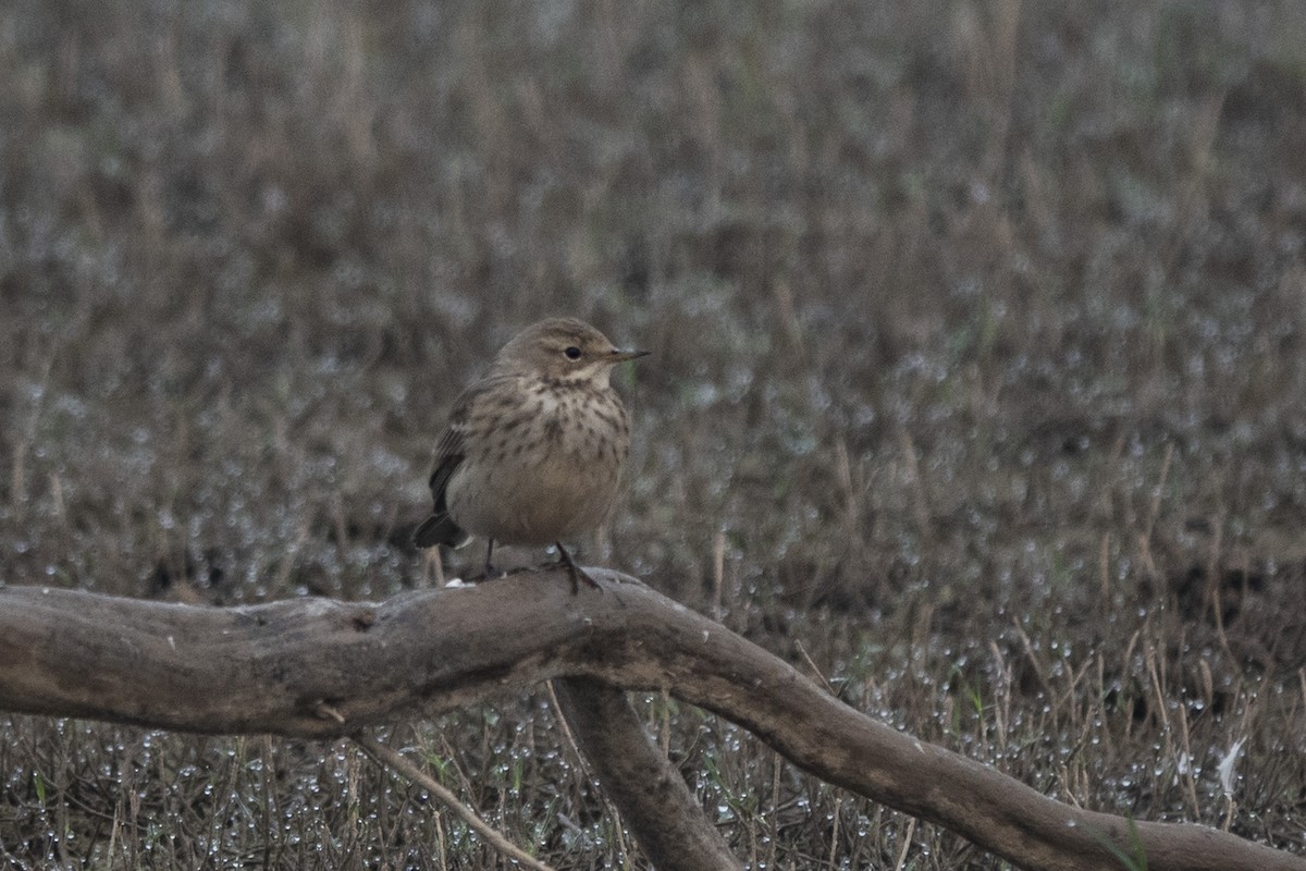 Water Pipit - ML626115456