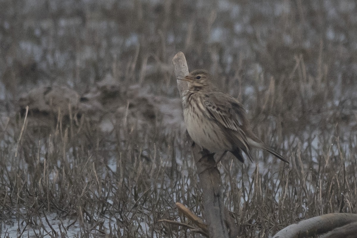 Water Pipit - ML626115457