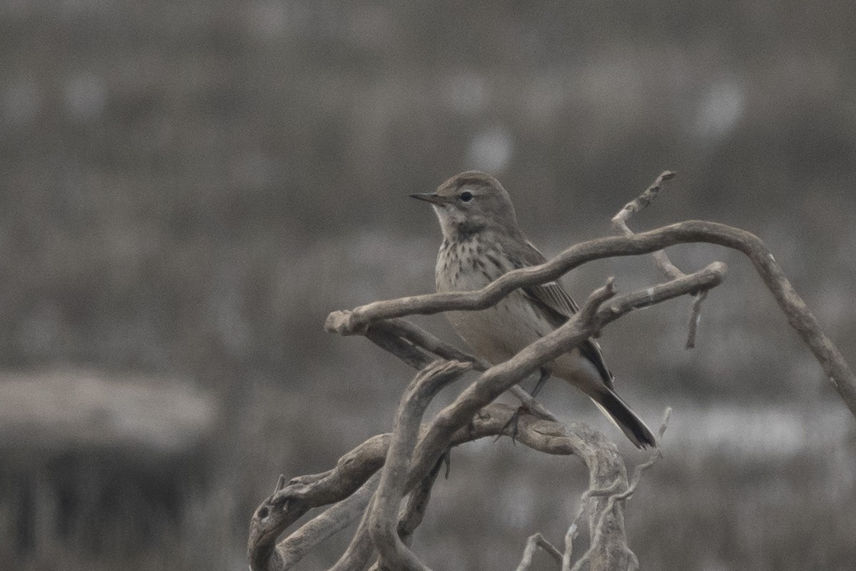 Water Pipit - ML626115458