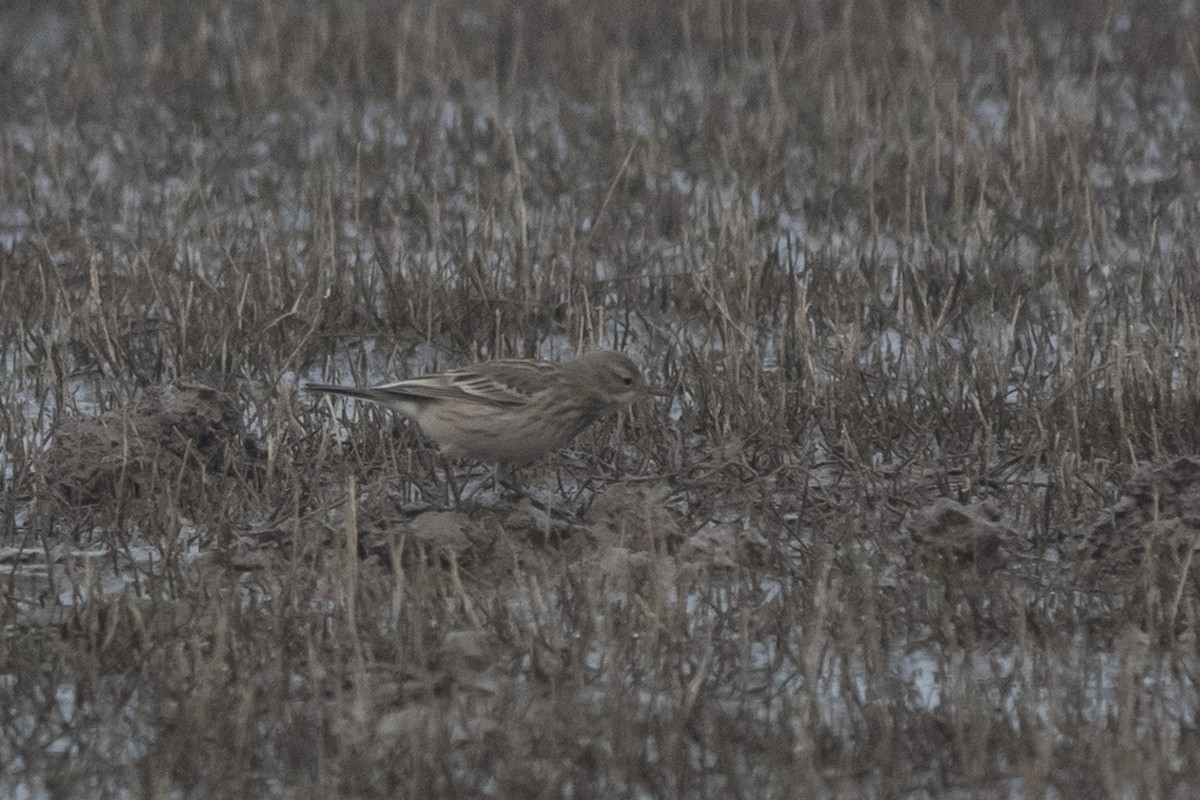 Water Pipit - ML626115459