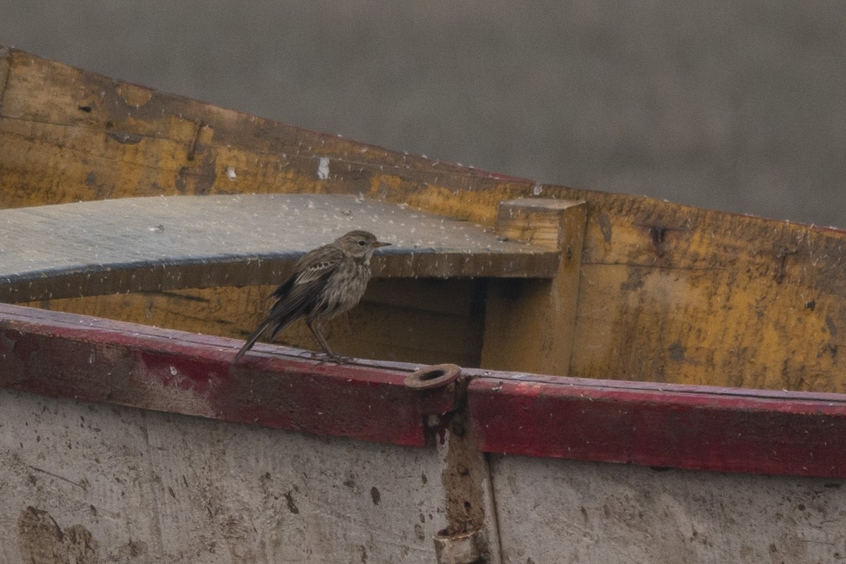 Water Pipit - ML626115460