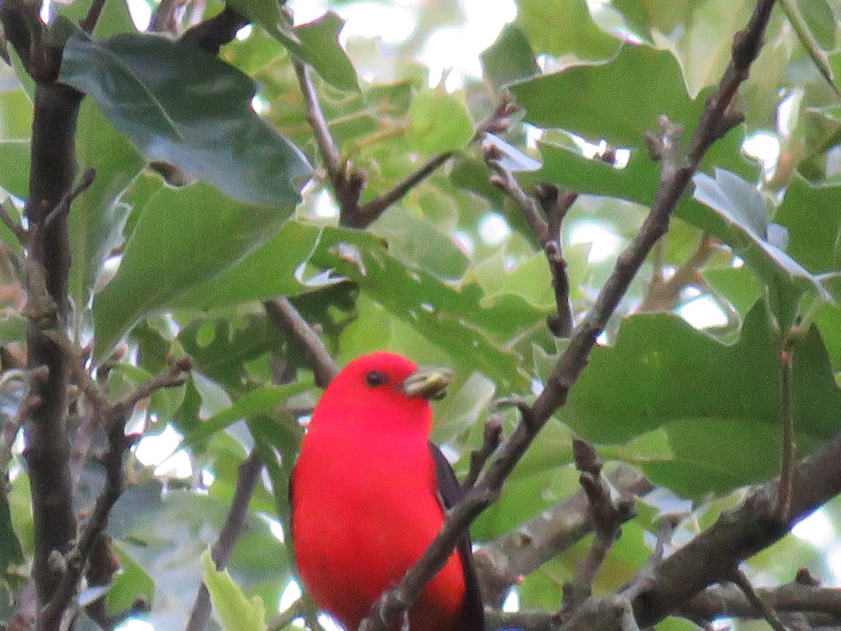 Scarlet Tanager - ML62611561