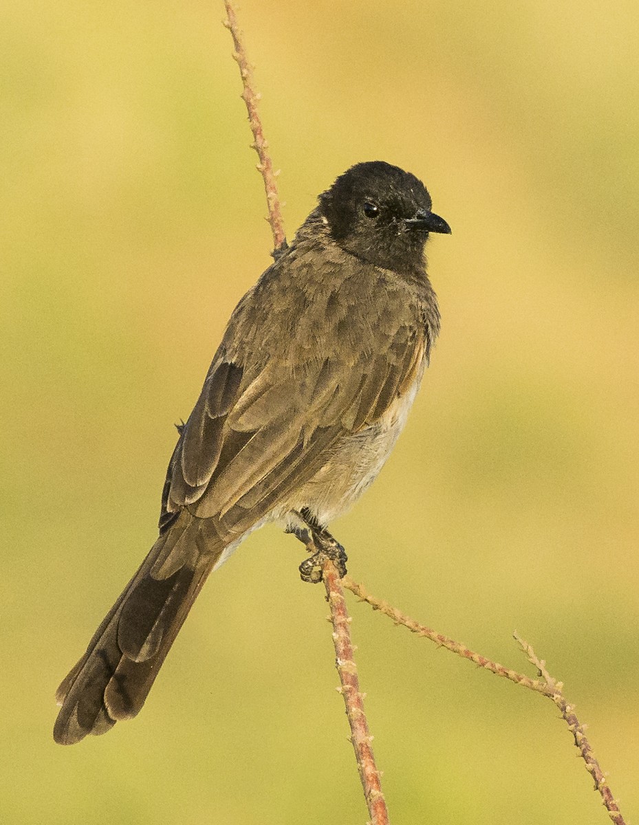 Common Bulbul - ML626115766