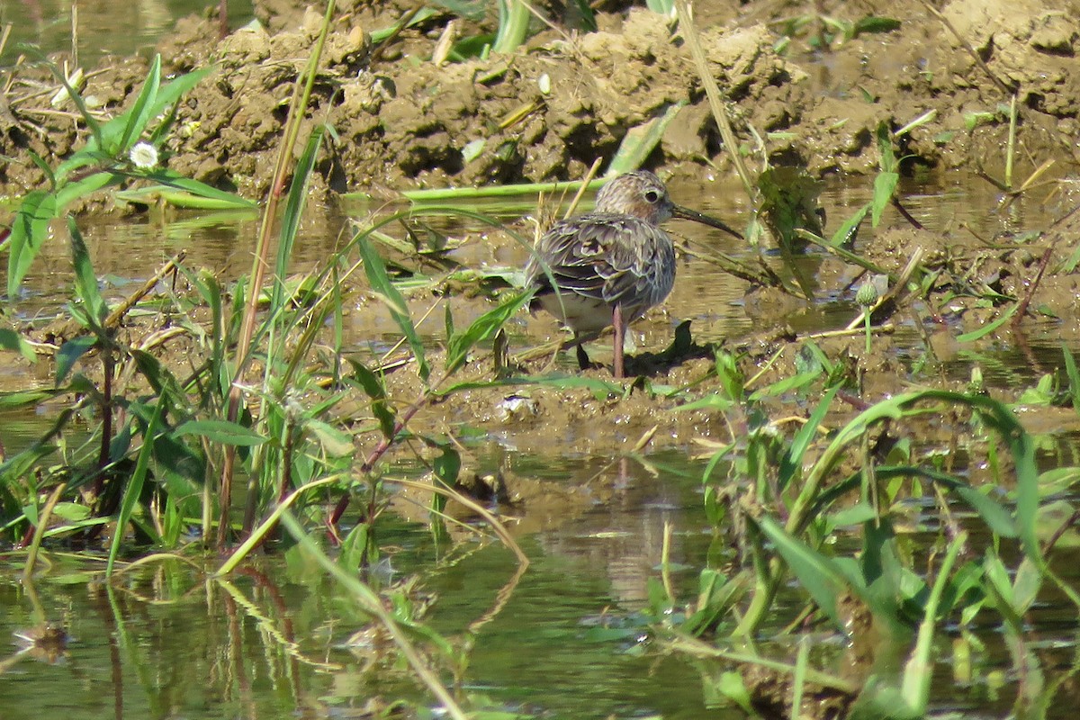 Curlew Sandpiper - ML626115846