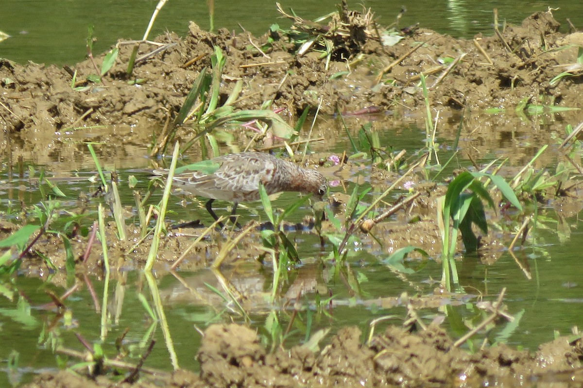 Curlew Sandpiper - ML626115849