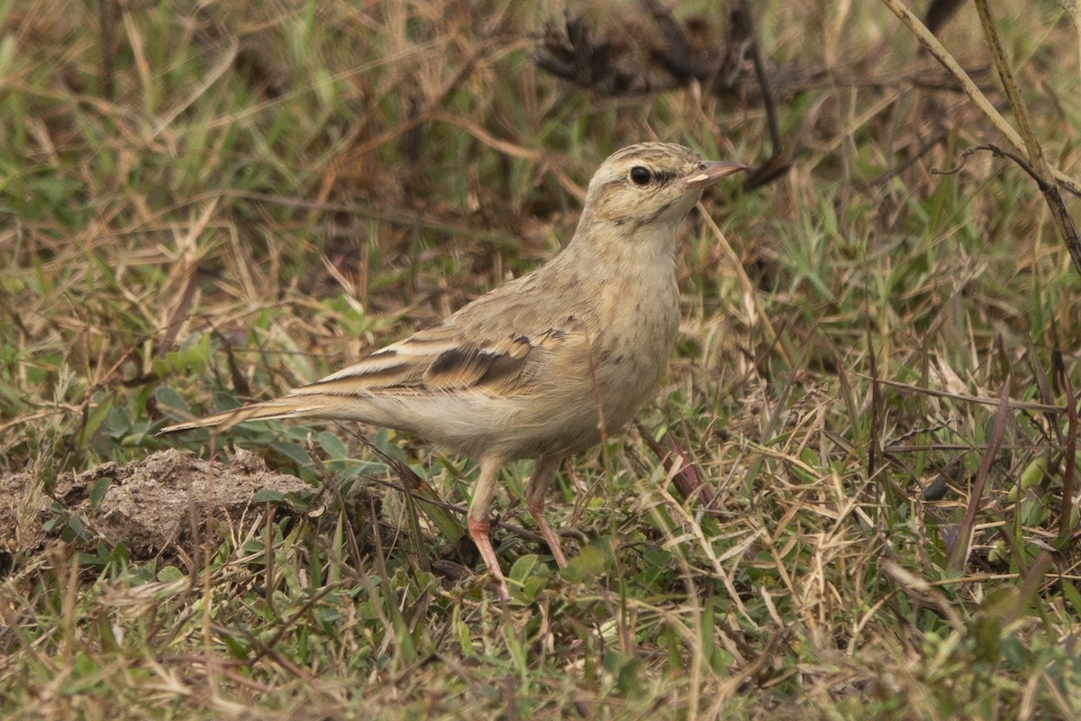 Tawny Pipit - ML626115869