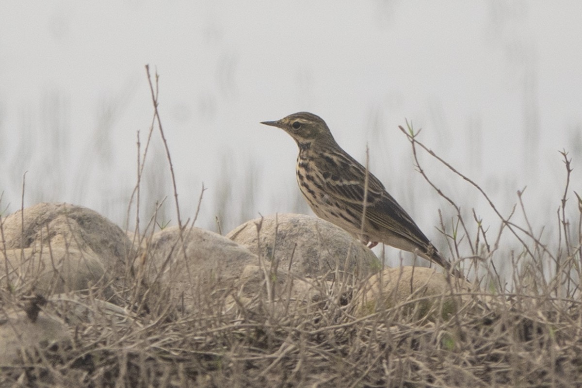 Rosy Pipit - ML626115873