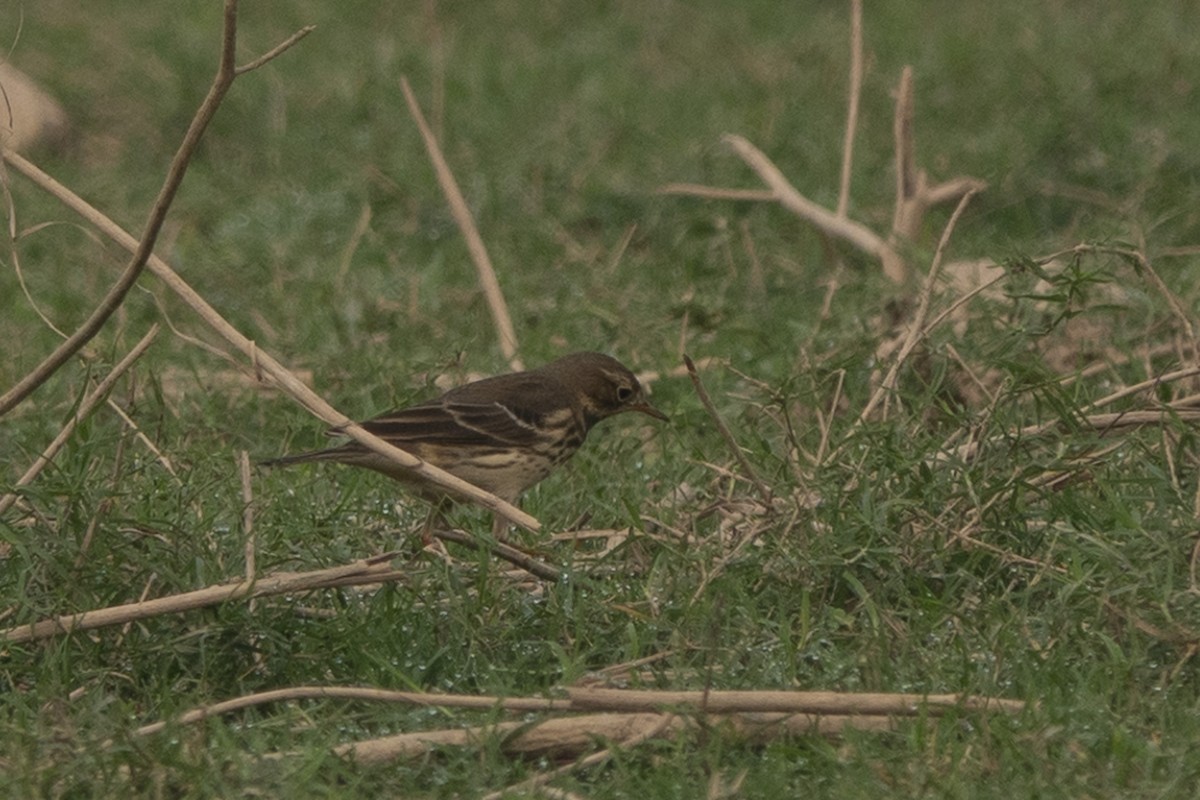 Siberian Pipit - ML626115886