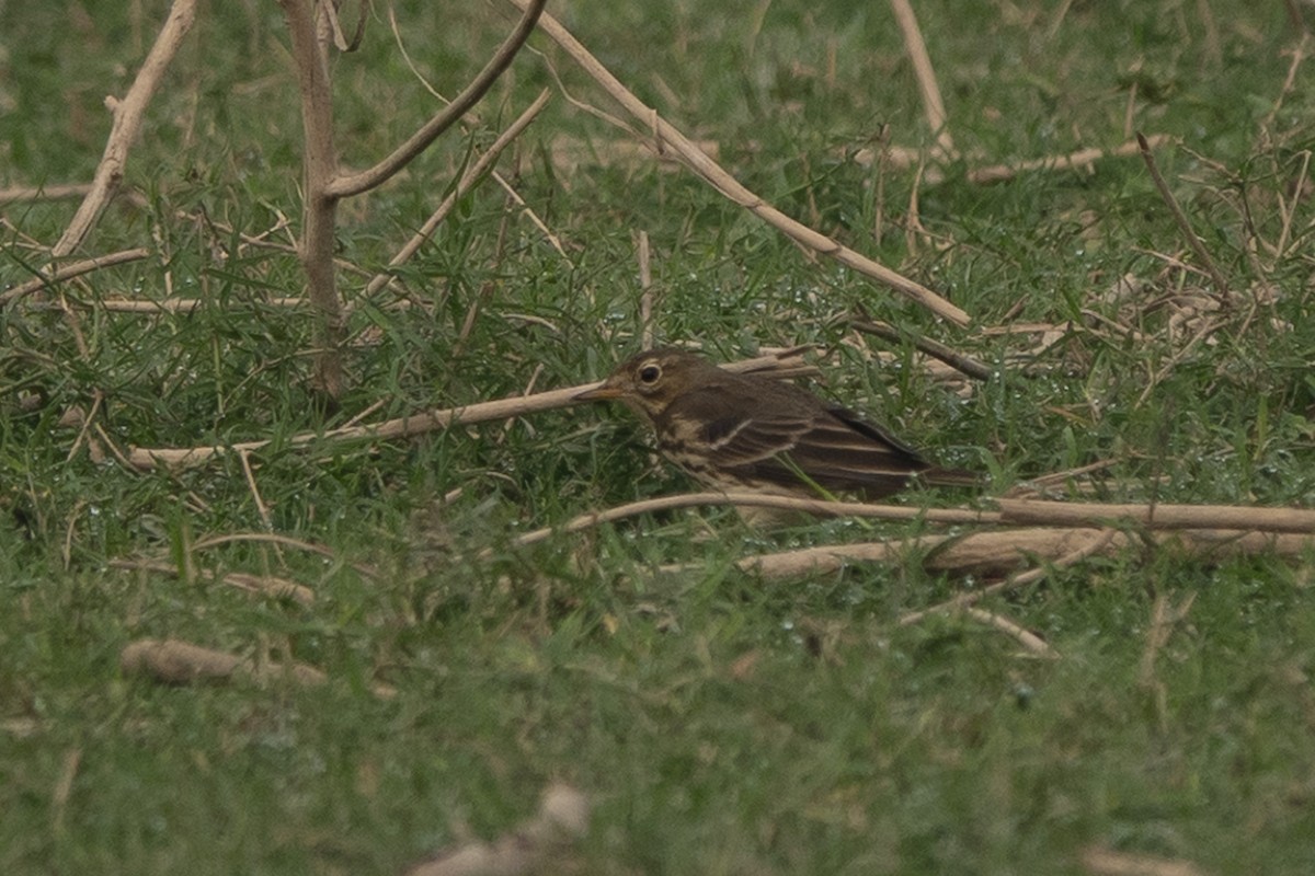 Siberian Pipit - ML626115887