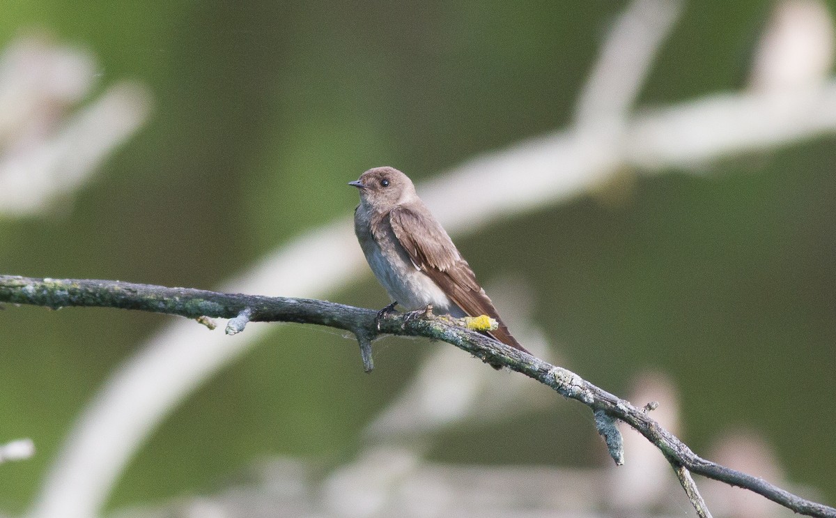 Northern Rough-winged Swallow - Nick Pulcinella