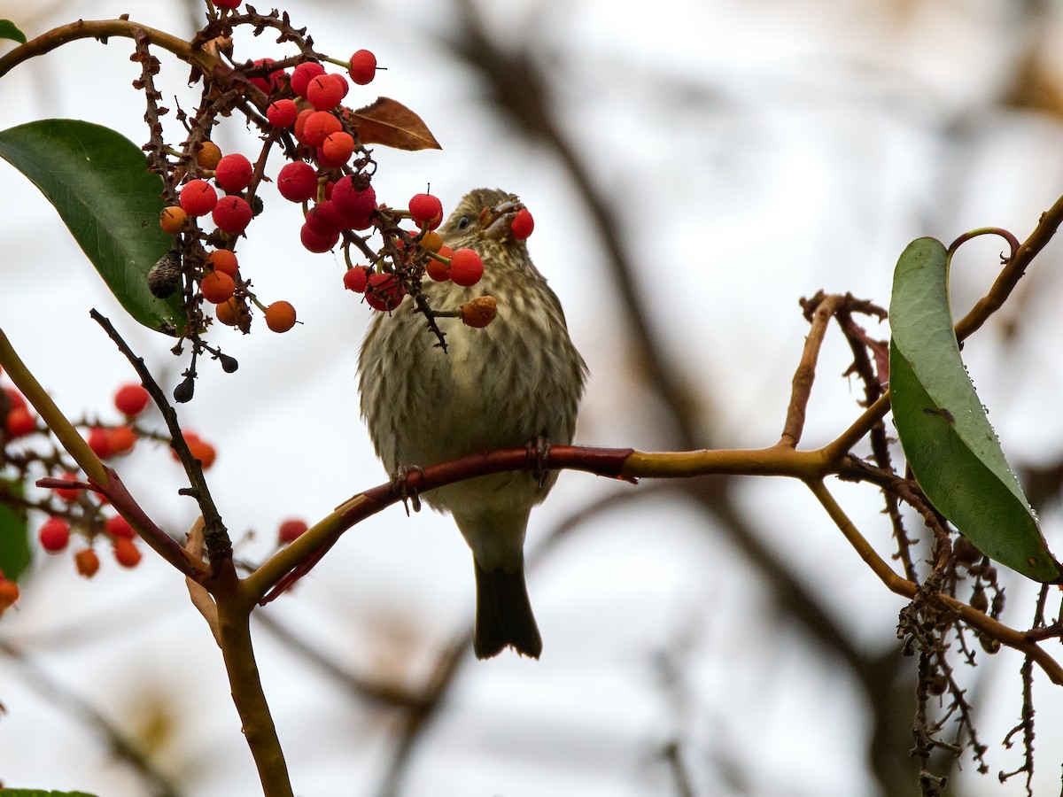 Purple Finch (Western) - ML626115972