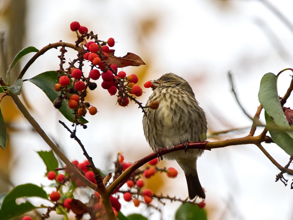 Purple Finch (Western) - ML626115977