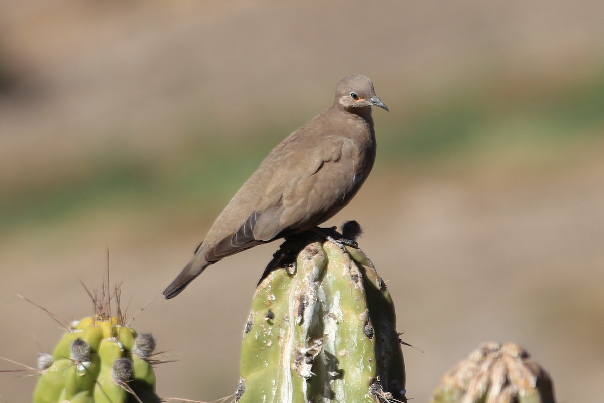 Black-winged Ground Dove - ML626116259