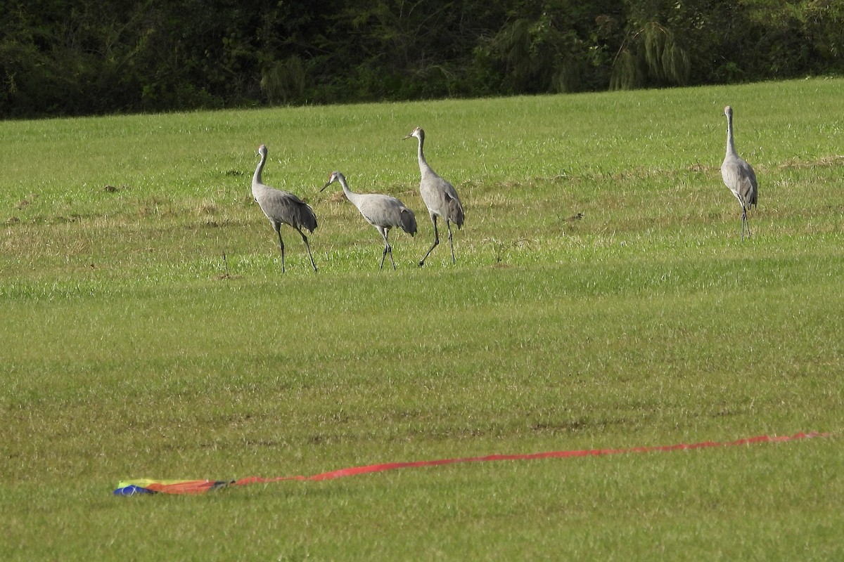 Sandhill Crane - ML626116425