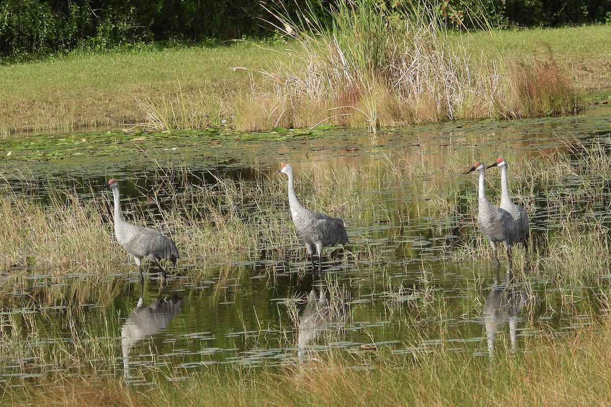 Sandhill Crane - ML626116427