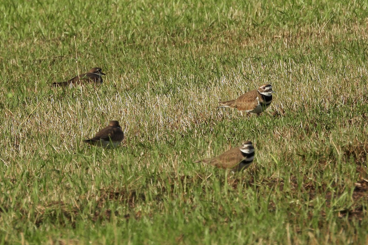 Killdeer - ML626116462