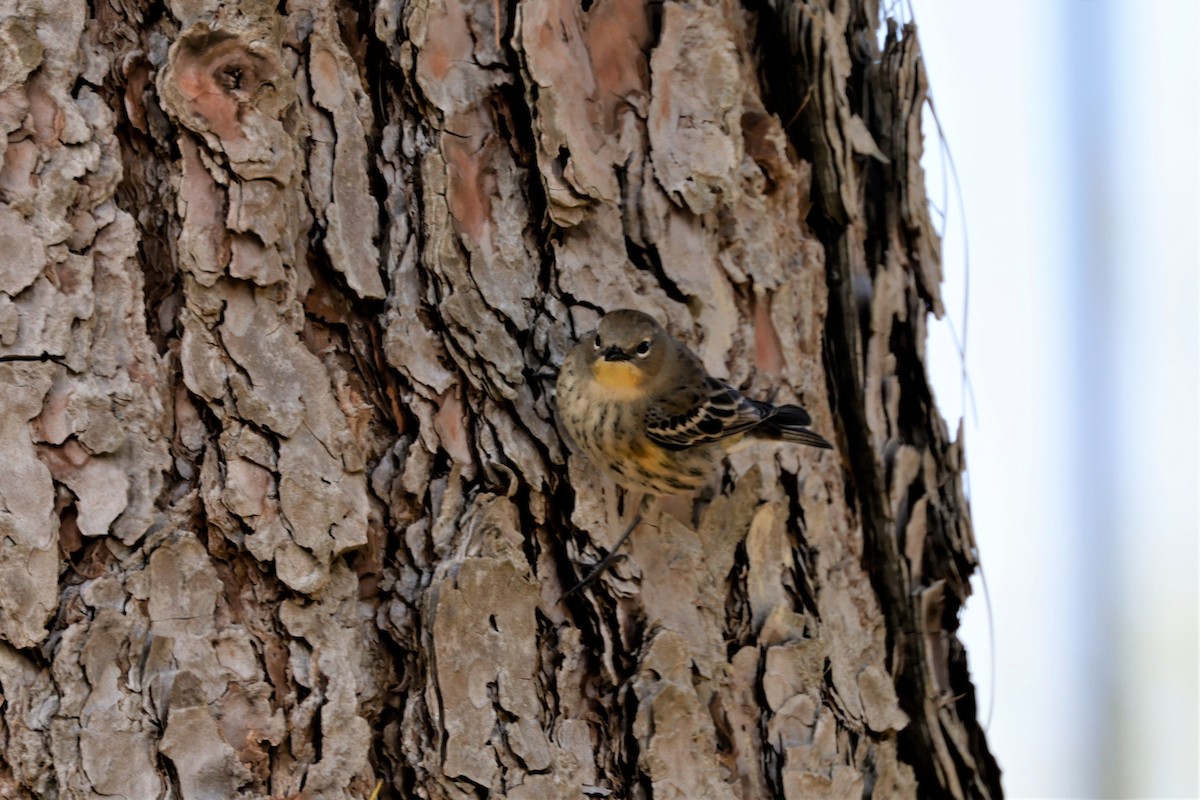 Yellow-rumped Warbler (Audubon's) - ML626116592